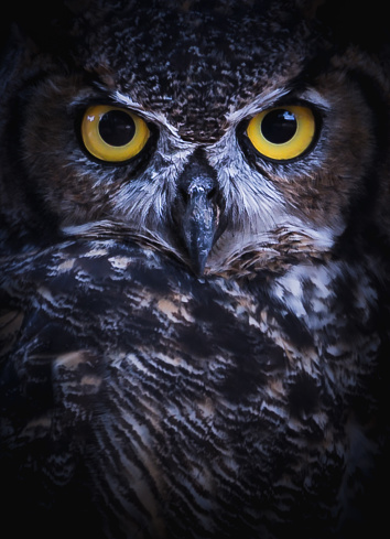 Up-close shot of great-horned owl