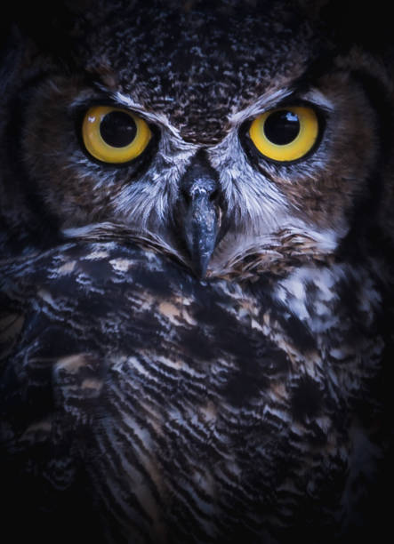 Intense Eye Contact from a Great-Horned Owl Up-close shot of great-horned owl owl stock pictures, royalty-free photos & images