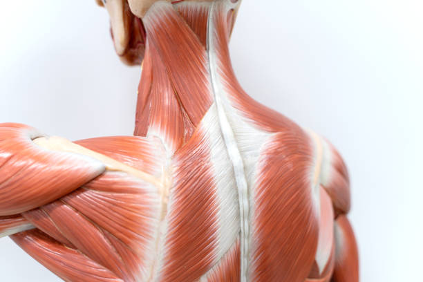 istock Muscles of neck and back model for the physiology education. 1074671790