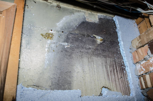 istock Basement concrete wall full of mold behind the polystyrene isolation 1074682482
