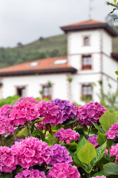 istock Pink hydrangea against the background of the white house. 1074688782