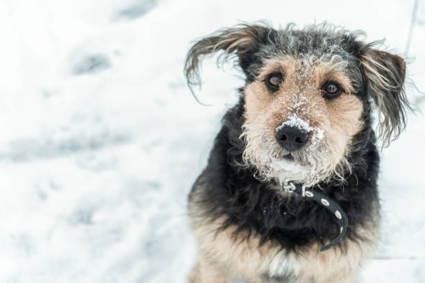 Dog looking funny with snow over nose stock photo