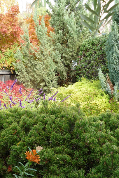 istock GARDEN SCENE Pines Maple Lions Tail Heavenly Bamboo 1074706138
