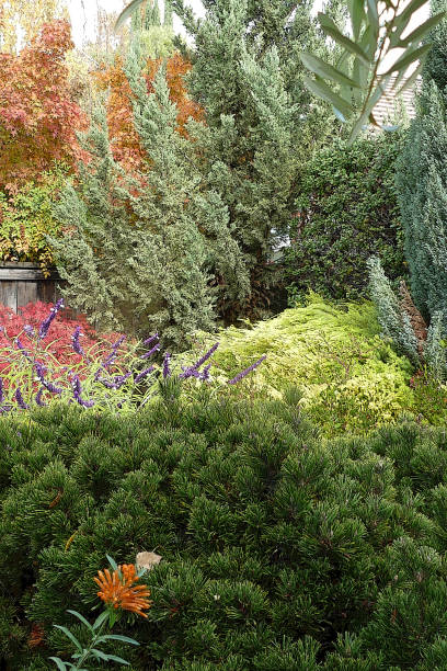 istock GARDEN SCENE Pines Maple Lions Tail Heavenly Bamboo 1074706148