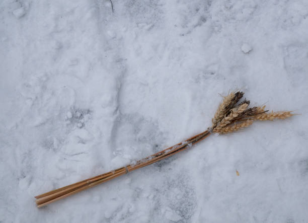 wheat spikelet on a snow. symbol of Holodomor in Ukraine. winter closeup shot