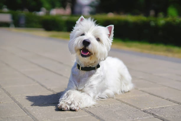 happy west highland terrier branco cachorro deitado ao ar livre de telhas com suas patas cruzou em um parque da cidade no verão - westy - fotografias e filmes do acervo