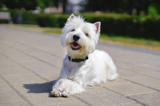 счастливый уэст-хайленд белый терьер собака лежала на открытом воздухе на плитке с его лапами пересекли в городском парке летом - westy стоковые фото и изображения