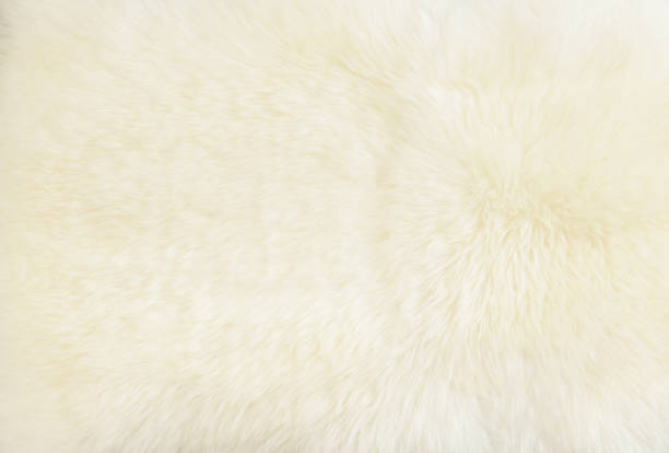 istock background and textured of real white cream wool sheep 1074719774