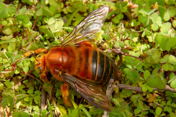 abelha rainha - 5428 - fotografias e filmes do acervo
