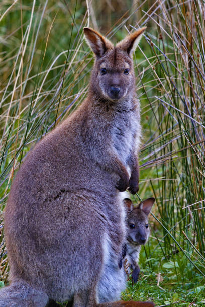 предупреждение кенгуру мать с ребенком джои - wallaby kangaroo joey tasmania стоковые фото и изображения