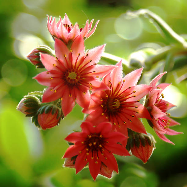 istock Sempervivum Hen And Chicks Flowers 1074734860