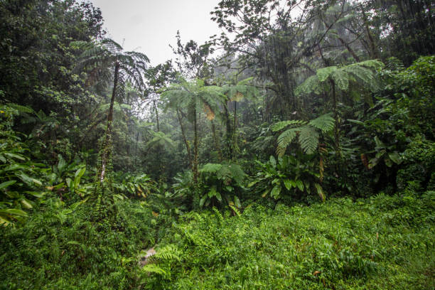 istock Rain in the jungle with tree ferns 1074736332