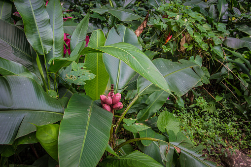 Red banana in a tropical forest of the Caribbean