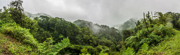 pluie dans les montagnes de la jungle - panorama - tropical rain forest flash photos et images de collection