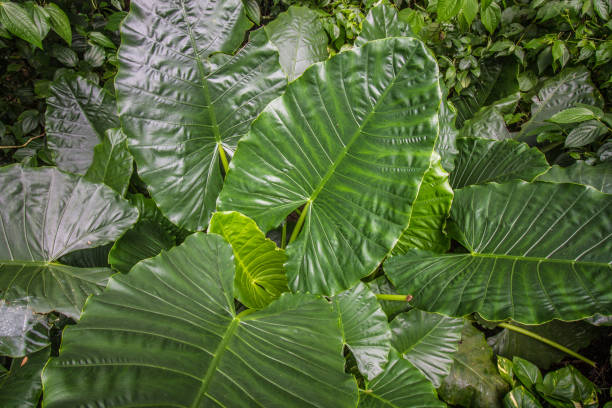 hojas de filodendro hermosa - cheese plant philodendron rainforest leaf vein fotografías e imágenes de stock