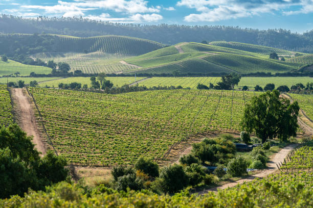 vinhos do chile são talvez os melhores do mundo, podemos ver as vinhas em casablanca, valparaíso, milhares e milhares de uvas crescendo criando fileiras sobre a terra infinito em uma paisagem imponente - valparaíso - fotografias e filmes do acervo