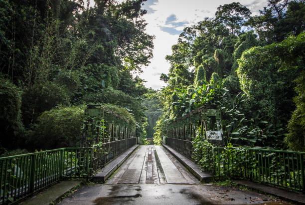 istock Wet road and tropical bridge 1074737808