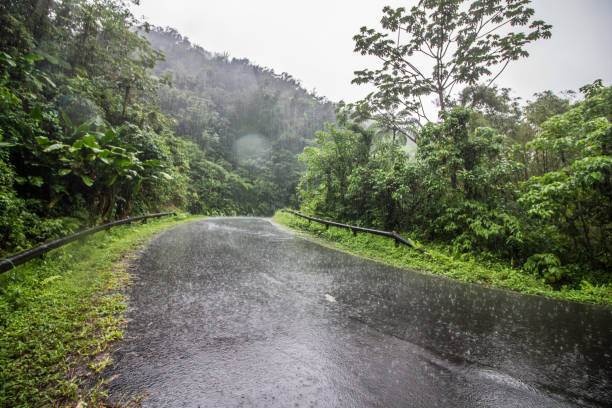 la pluie sur une route de jungle - tropical rain forest flash photos et images de collection
