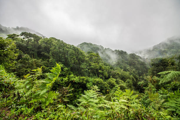 la pluie dans les montagnes de la jungle - tropical rain forest flash photos et images de collection