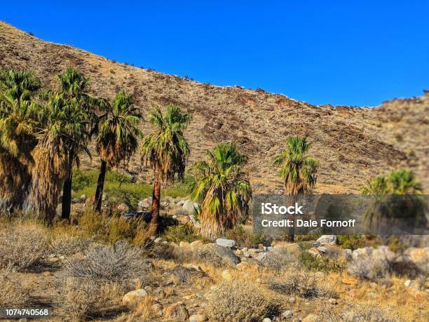 Palm Springs California Indian Canyon Stock Photo - Download Image Now - California, Canyon, Date Palm Tree