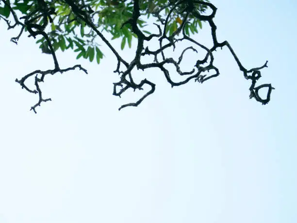 Low Angle View of Silhouette of Bare Tree Branches and Green Leaves