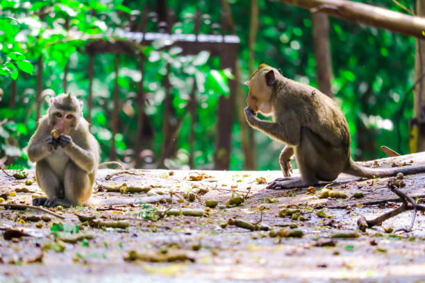istock Jungle Monkey is eating lace and fruit falling on the floor 1074748072