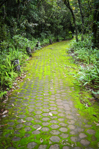 istock green moss on brick walkway with trees / pathway to the forest 1074750958