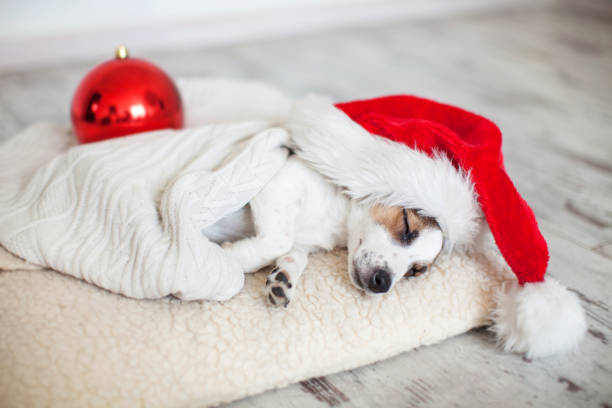 istock Sleeping dog in christmas hat 1074751156