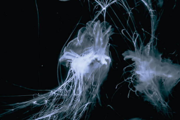 istock Jelly Fish in Water 1074753136
