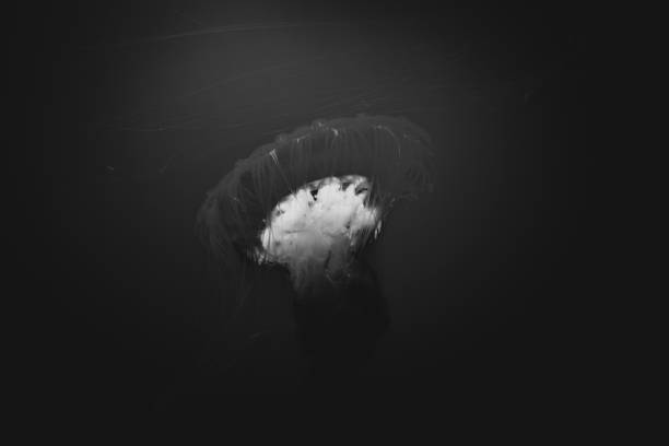 istock Jelly Fish in Water 1074753150