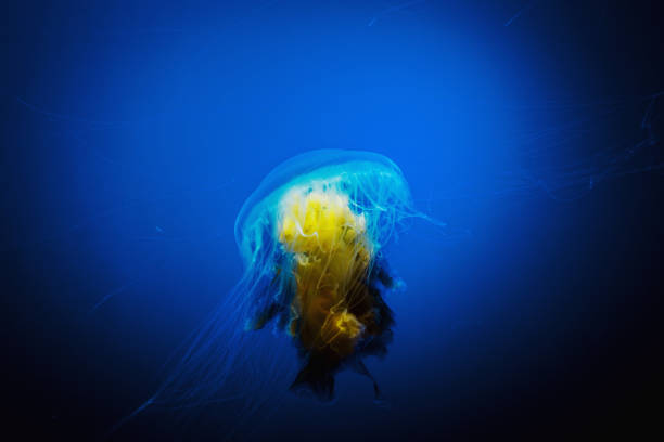 istock Jelly Fish in Water 1074753174