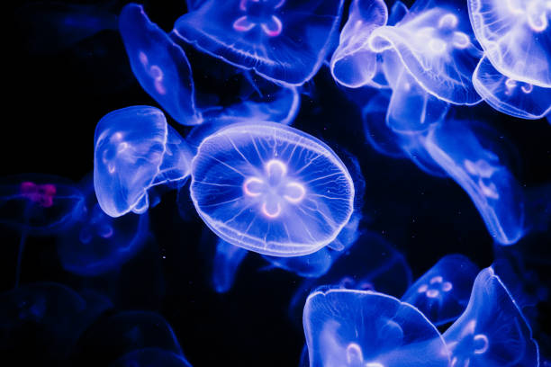 istock Jelly Fish in Water 1074753192