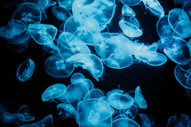 istock Jelly Fish in Water 1074753204