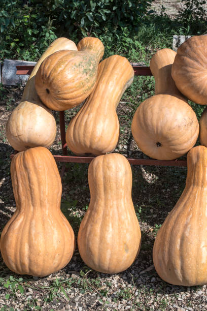 calabazas en el mercado - 13607 fotografías e imágenes de stock