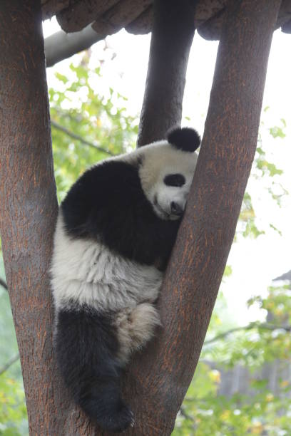 istock Little panda cub in Chengdu,China 1074761922