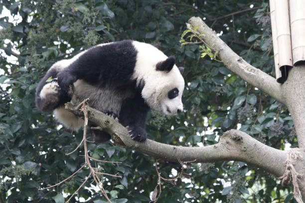 istock Playful panda cub on the tree, Chengdu ,China 1074762014