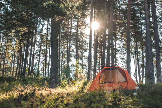 istock Tent in the forest on sunlight 1074762044