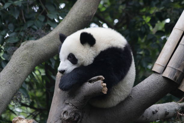 istock Playful panda cub on the tree, Chengdu ,China 1074762080