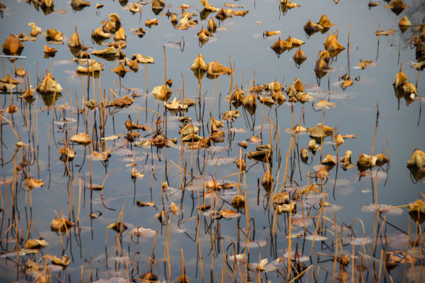 Lotus withered dry of reservoir