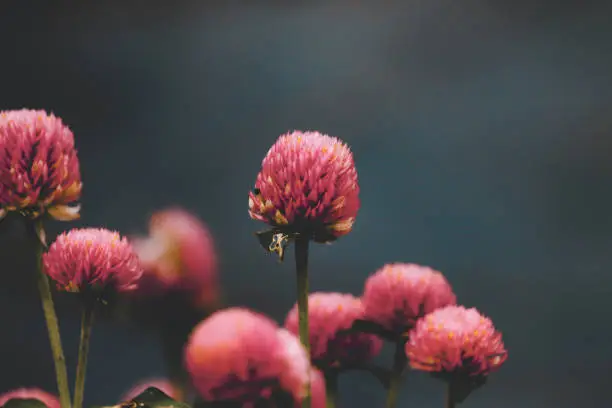 Pink Flower