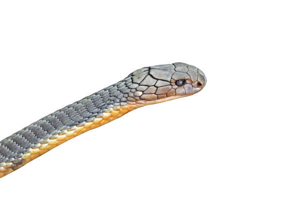 istock Close up King Cobra Isolated on White Background with Clipping Path 1074766964