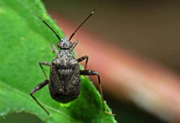 istock Macro Photo of Little shield bug on Green Leaf 1074766974