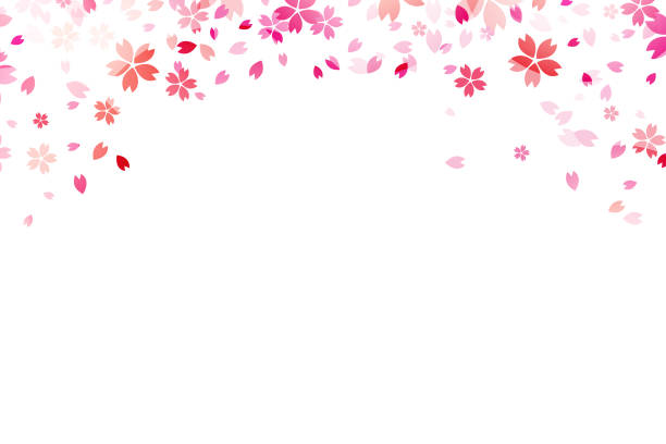 sakura auf weißem hintergrund. - flower spring cherry blossom blossom stock-grafiken, -clipart, -cartoons und -symbole