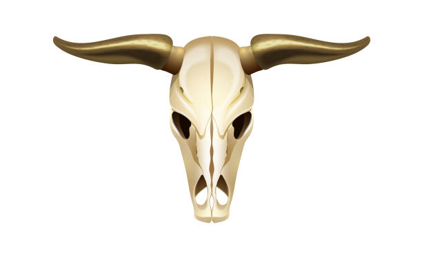 istock Skull of cow head, front view. Concept of wild west. 1074772618