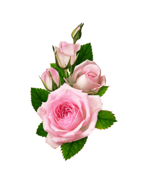 istock Pink rose flower and buds in romantic arrangement 1074772836