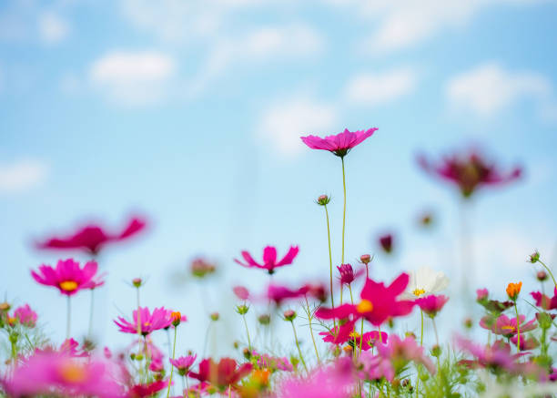 istock Flowers Cosmos in the meadow, blue sky background. soft and select focus 1074775560