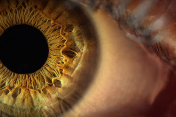 extreme close-ups of the human eye - close up of iris imagens e fotografias de stock