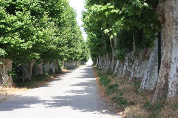 istock Country road lined with plane trees Provence  Season summer 1074780942