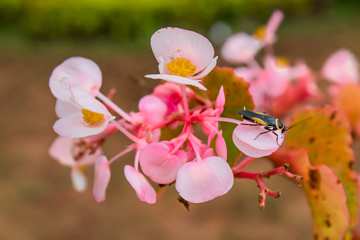 Black bug on the pink flowers , Thailand.