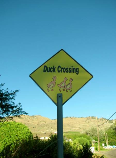 istock Duck Crossing road warning sign 1074783202